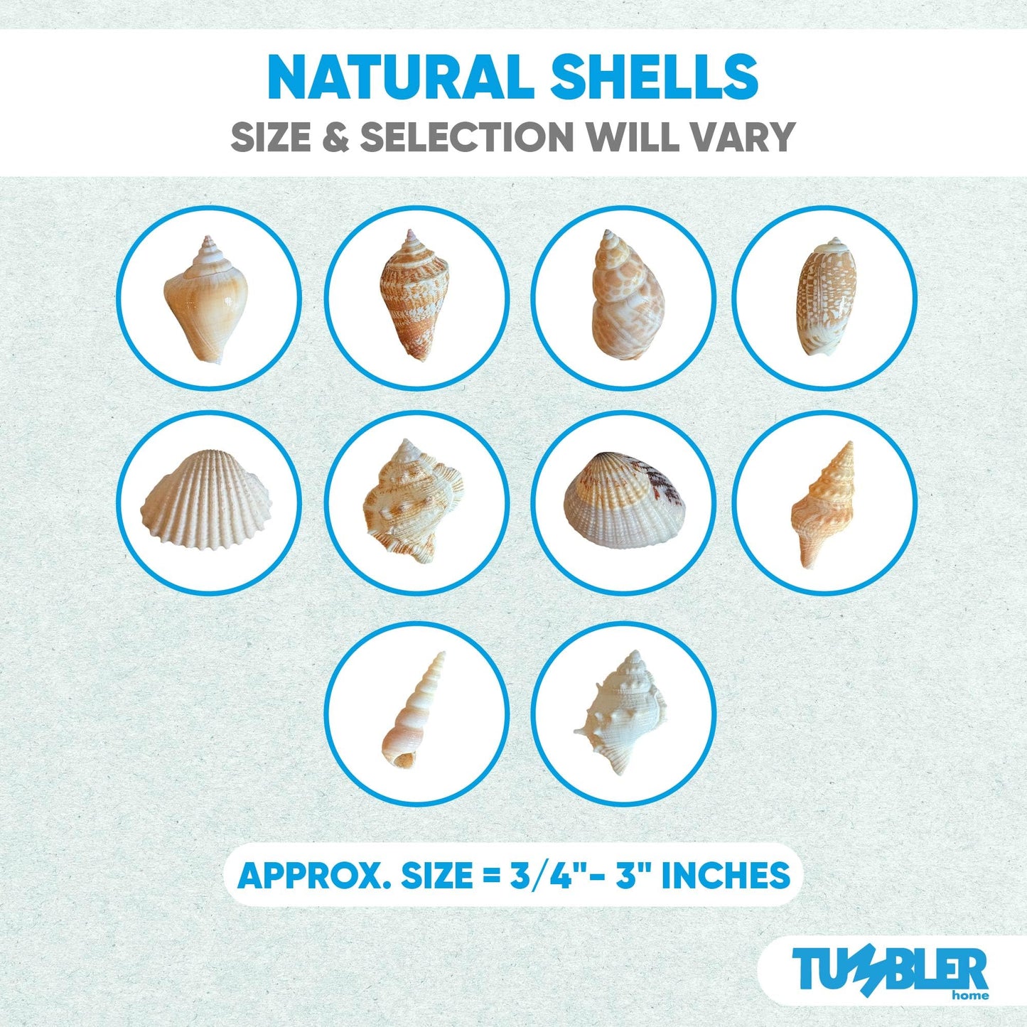 Medium Sized Shells in a Delightful Mix of Whites, Tans and Pinks | 3 Pounds | Bulk Shells for Crafts, Beach Home Decor, Weddings, Vase Filler and Classrooms