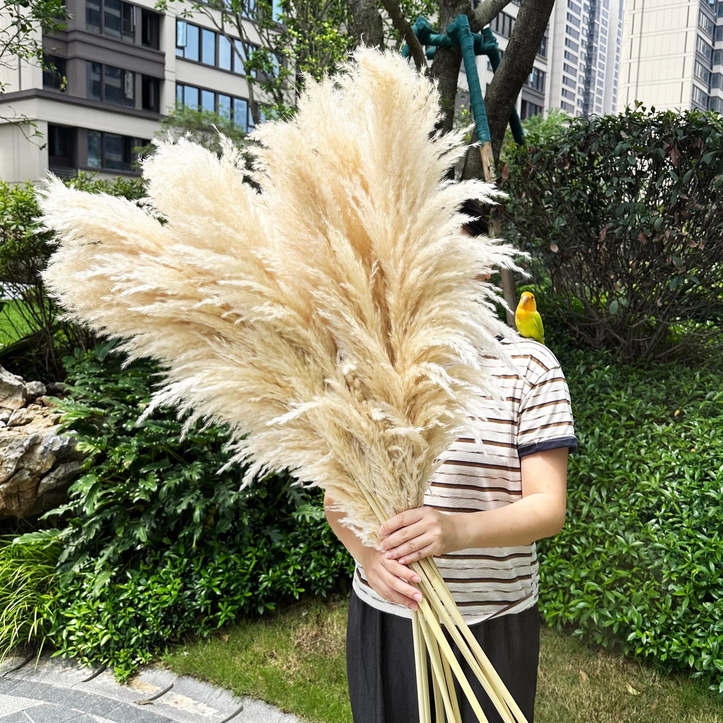 55" inch Scarcity Natural Pampas Grass Decor Tall, pompas Grass, Tall Pampas Grass for Wedding, Party, Farmhouse, Boho Home Decor