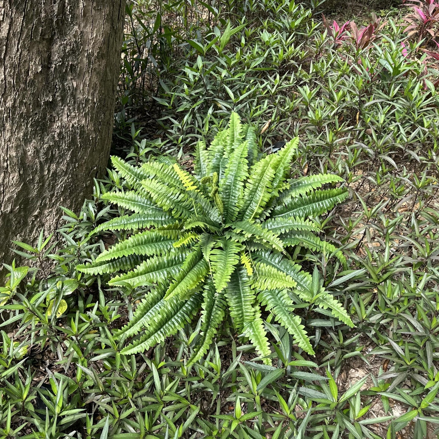 zooFernzoom Artificial Ferns for Outdoors & Indoors, 45in Large Fake Ferns Plants with 55 Fronds & Fiddlehead - 2 Stems Looks Real Faux Fern Greenery for Porch Garden Home Office Decor