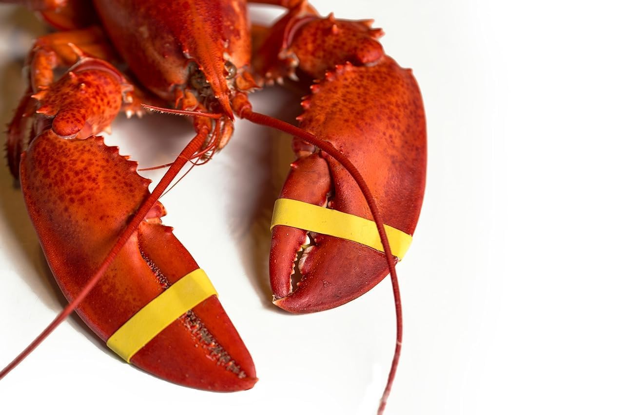 AirFly Crab and Lobster Claw Bands - Size 1" x 0.5" - FDA-Compliant Silicone - Cook Safe, Non-Latex, Non-Toxic - Fits Lobster, Dungeness and Blue Crab - Made in USA (Assorted, Bands + Bander)
