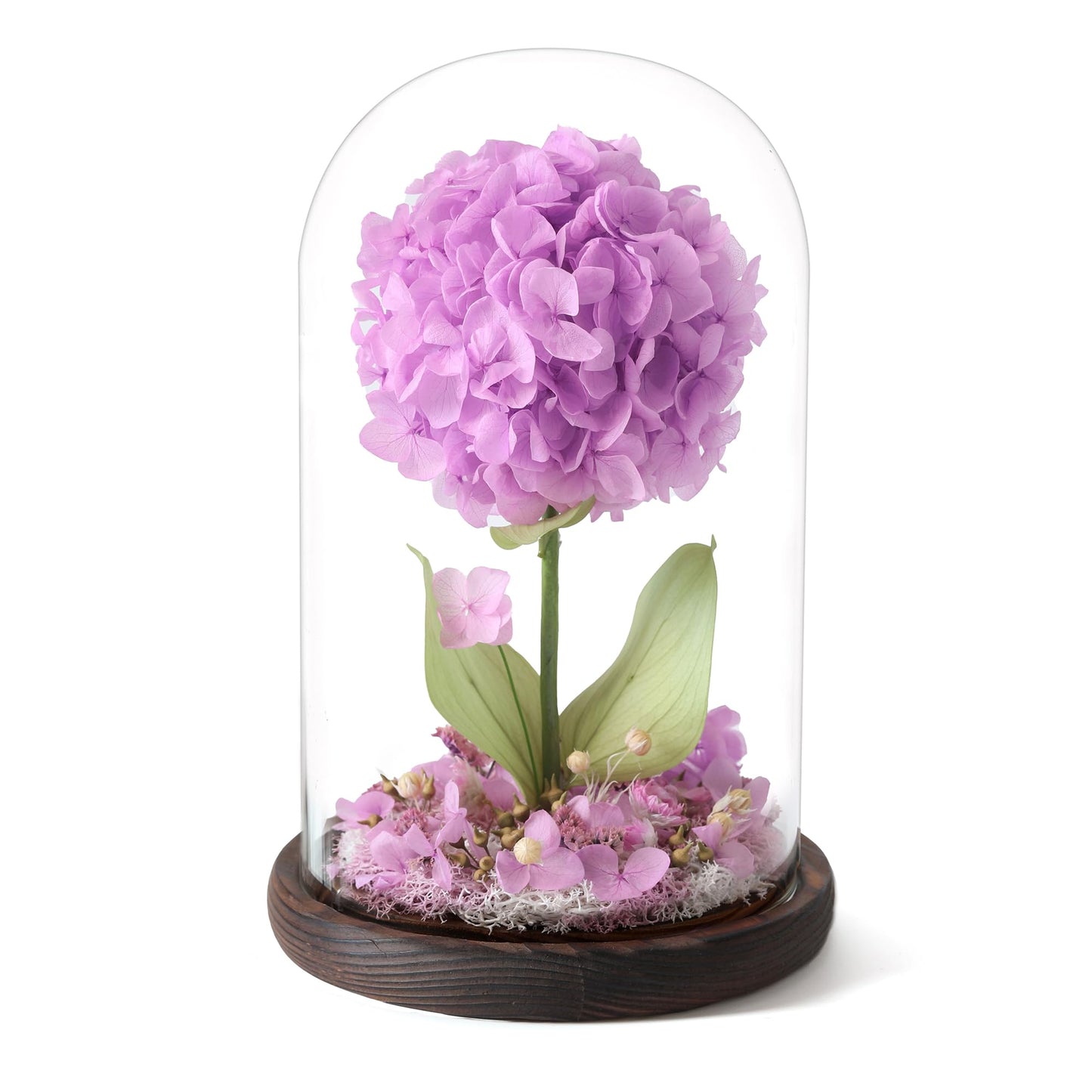 AIMEYE Forever Hydrangeas in Glass Dome,Forever Preserved Flowers Gifts Mothers Day Birthday for Grandma Women Mom Wife,Fresh Flowers for Delivery/Purple Hydrangea