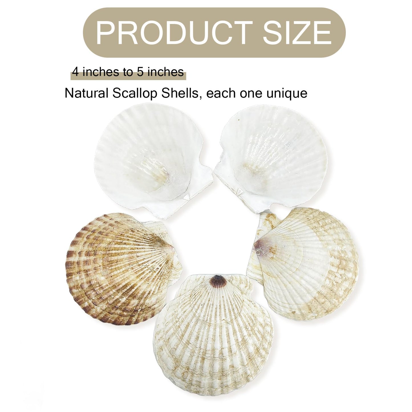 stonechic 50PCS Scallop Shells for Crafts Large 4''-5'' White Beach Natural Shells Bulk for Decoupage DIY Crafts Seashell Decorations Home Decor