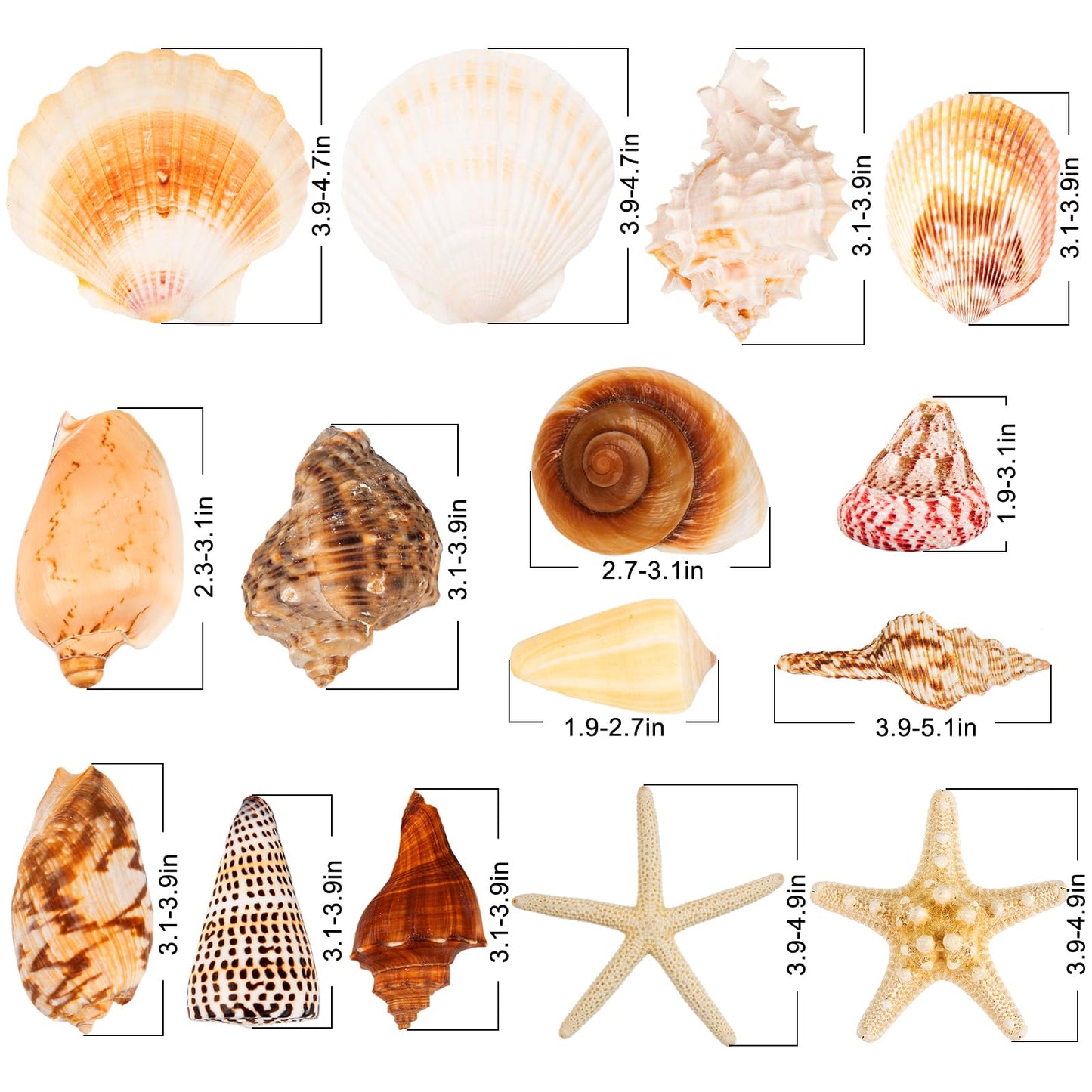 JQAQJU Sea Shells for Decorating 15PCS Large Seashells Starfish Conch for Beach Party,Vase Fillers, Table Scatters, Home Decor, DIY Crafts, Bathroom, Fish Tank Decorations