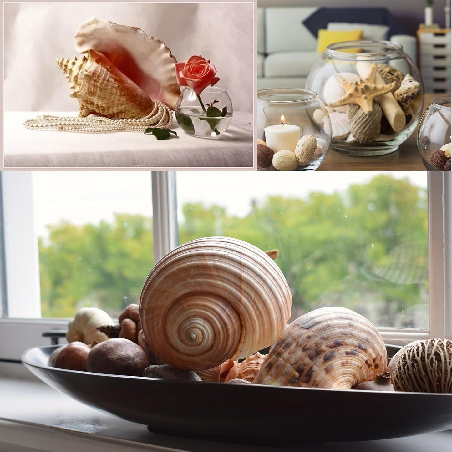 JQAQJU Sea Shells for Decorating 15PCS Large Seashells Starfish Conch for Beach Party,Vase Fillers, Table Scatters, Home Decor, DIY Crafts, Bathroom, Fish Tank Decorations