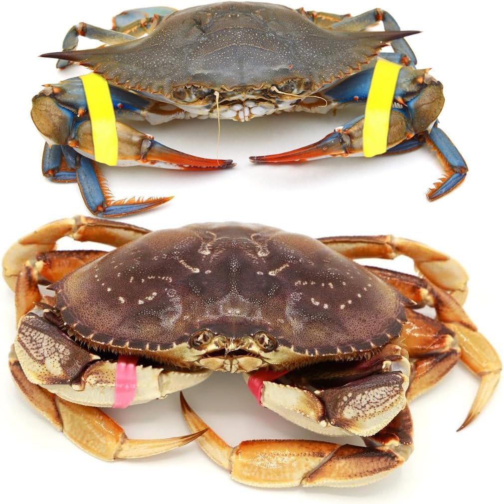 AirFly Crab and Lobster Claw Bands - Size 1" x 0.5" - FDA-Compliant Silicone - Cook Safe, Non-Latex, Non-Toxic - Fits Lobster, Dungeness and Blue Crab - Made in USA (Assorted, Bands + Bander)