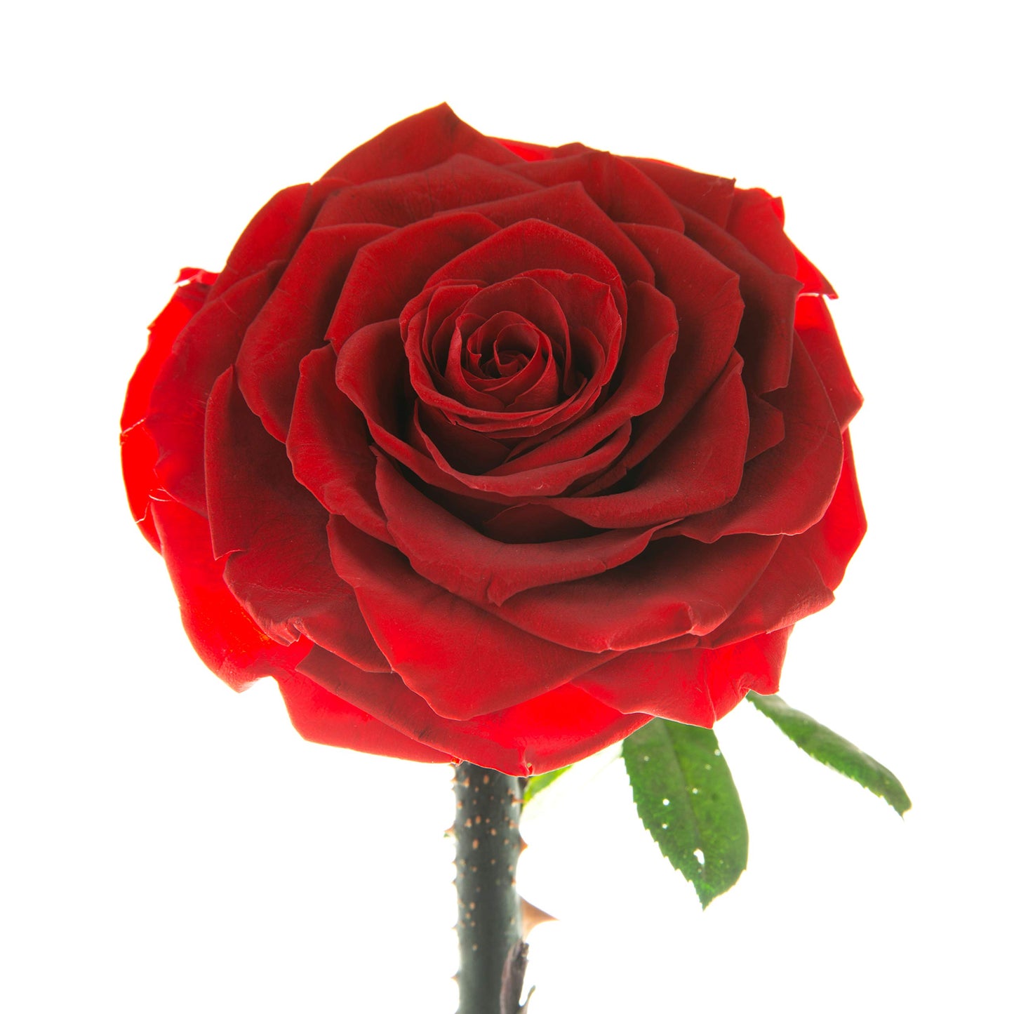 LOVAPPY Forever Preserved Rose - Eternal Rose in Glass Dome - Beauty and the Beast Rose - Mothers Day Gifts For Mom - Fresh Flowers in Glass (Red, 9 Inch)