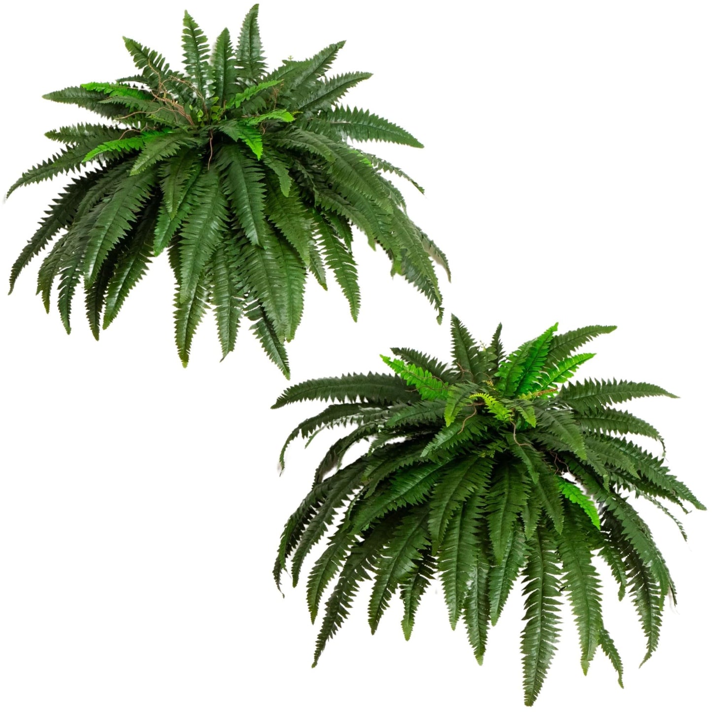 Nearly Natural 48in Boston Fern Artificial Plant, Large Hanging Fake Plant with 67 Long Realistic Fronds, Maintenance-Free Faux Fern for Office and Home Décor (Set of 2)