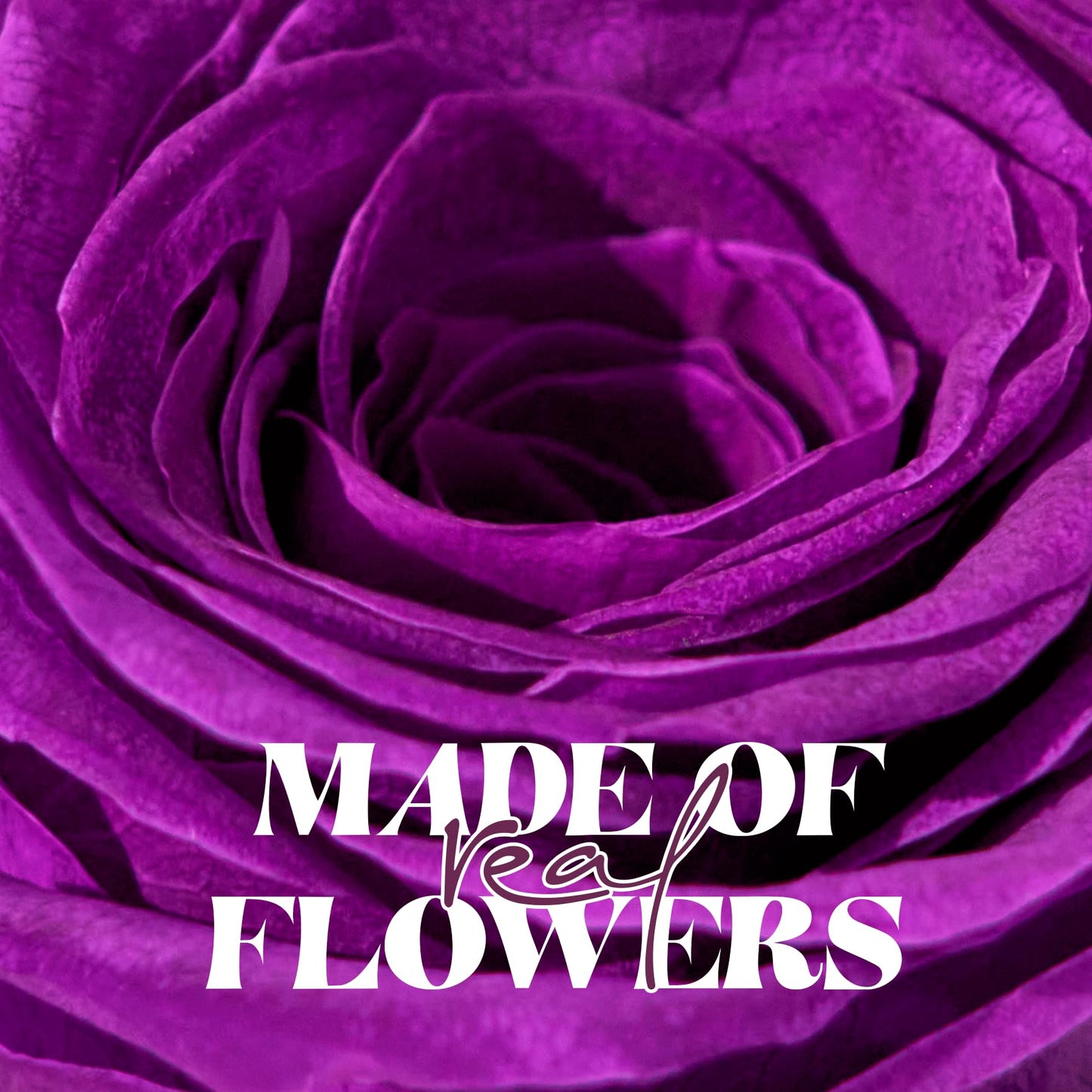 JIGQGY Forever Flowers Preserved Roses Prime Delivery, with Light in Glass Dome for Mom Grandma Wife Girlfriend, Purple Flower for Mother's Day, Valentine's Day, Anniversary, Birthday