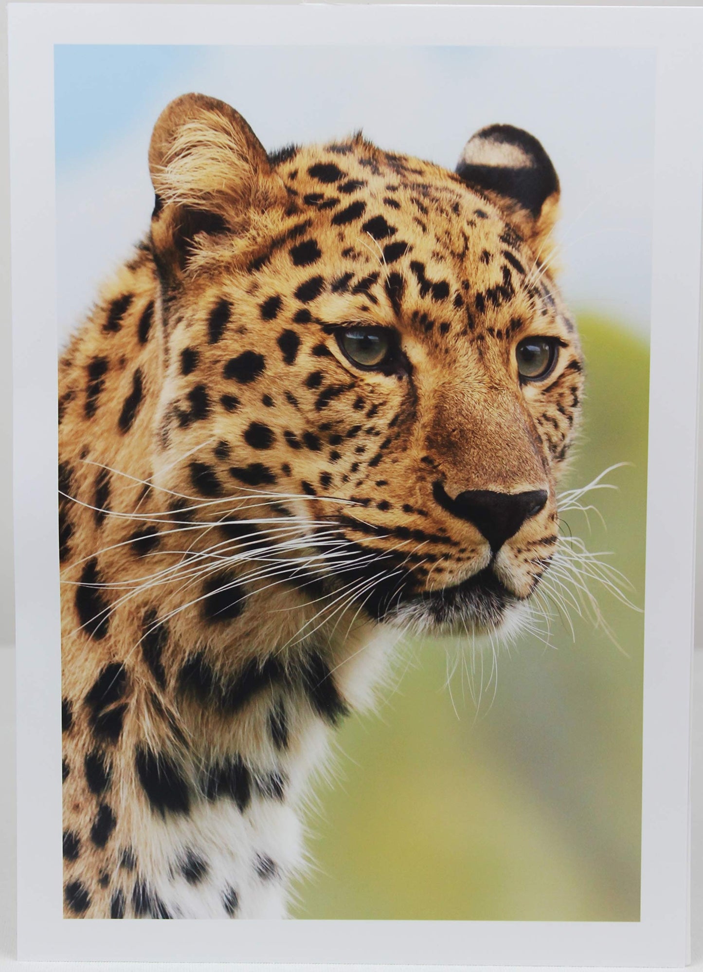 PPD Glossy Photo Paper for Inkjet Printer, 11 x 17" Heavyweight Quality Printable Sheets for Custom Picture, Professional Photographic Instant Dry For Normal, Dye or Pigment Ink (50 Pack/180 gsm)