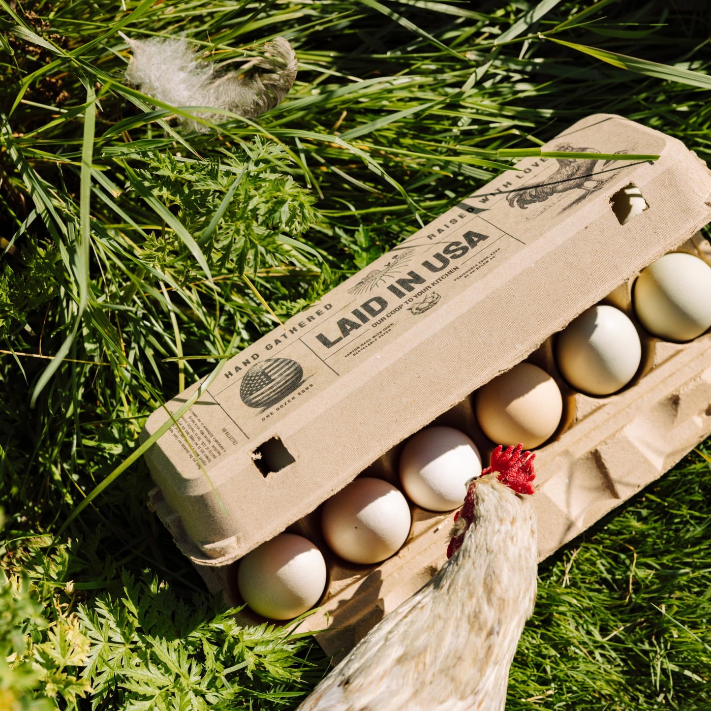 PTCOM Hatortempt Bulk Egg Cartons - 48-Pack, 12-Count - Reusable Empty Crates - Cardboard Paper Pulp Protection and Ventilation - Fits Dozen Small to XL Chicken and Duck Eggs