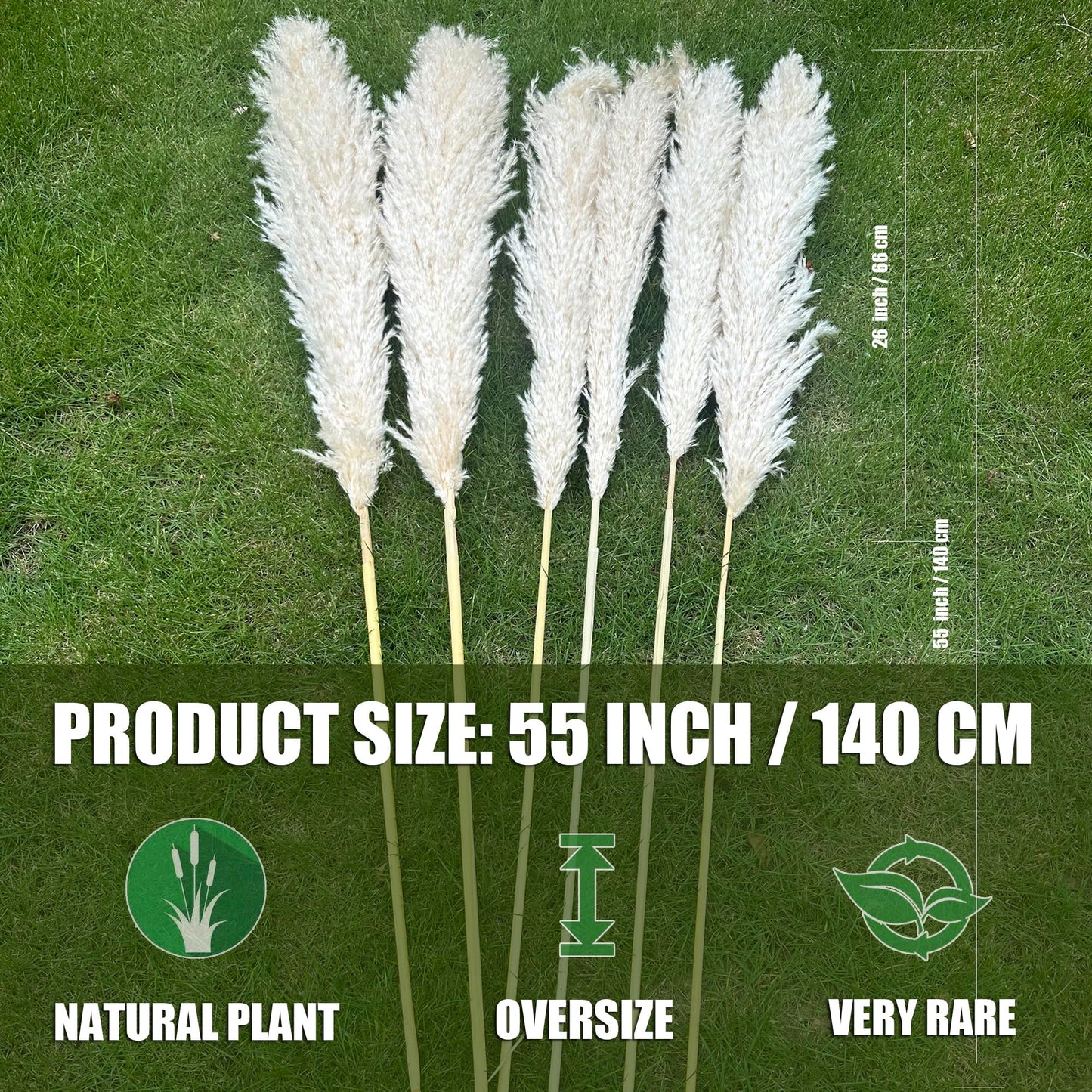 55" inch Scarcity Natural Pampas Grass Decor Tall, pompas Grass, Tall Pampas Grass for Wedding, Party, Farmhouse, Boho Home Decor