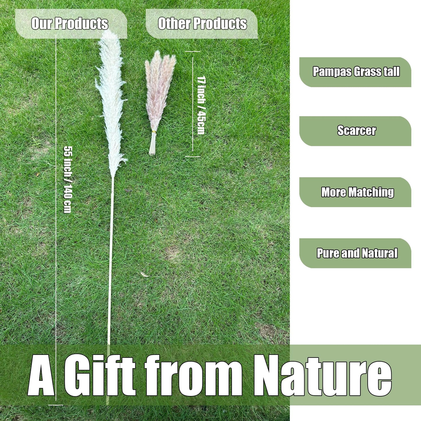 55" inch Scarcity Natural Pampas Grass Decor Tall, pompas Grass, Tall Pampas Grass for Wedding, Party, Farmhouse, Boho Home Decor